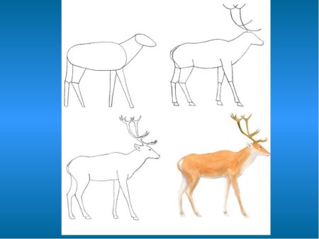 Поэтапное рисование оленя в подготовительной группе