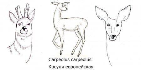 Олень рисунок карандашом для детей срисовать