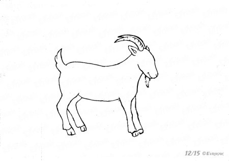 Рисунок козы карандашом для срисовки