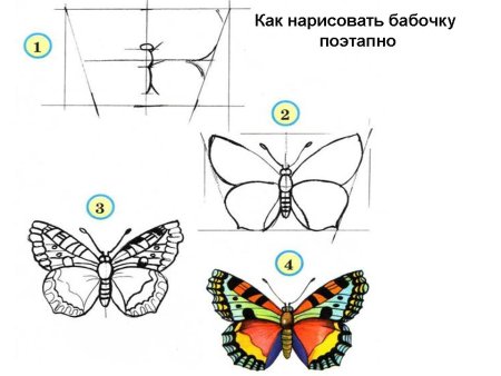 Как нарисовать бабочку поэтапно