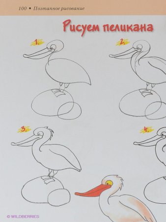 Поэтапное рисование пеликана