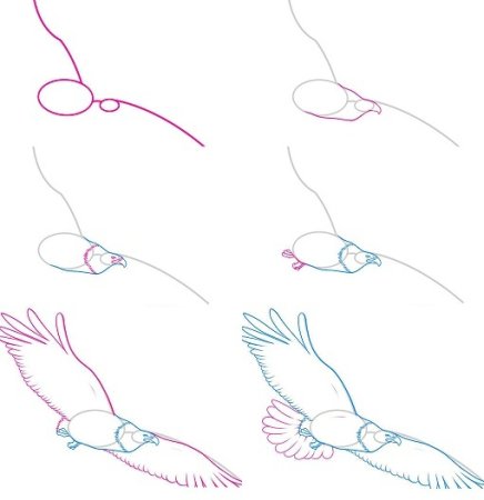 Как нарисовать орла карандашом поэтапно для начинающих