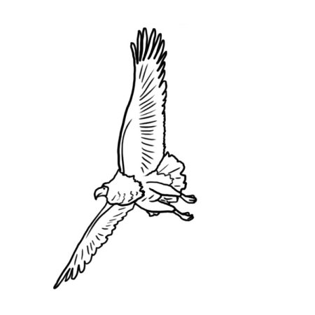 Степной Орел поэтапное рисование