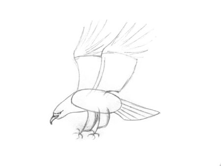 Поэтапное рисование орла