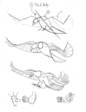 Ястреб рисунок карандашом для детей