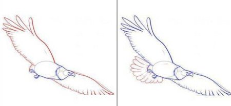 Учимся рисовать орла