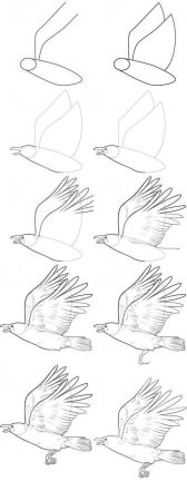 Коршун рисунок карандашом