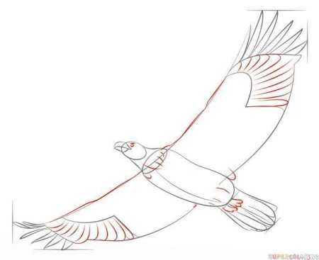 Нарисовать голубя пошагово