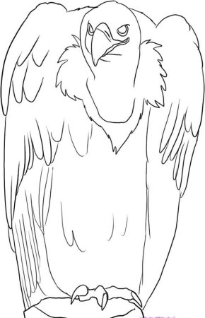 Орлан-белохвост белоголовый