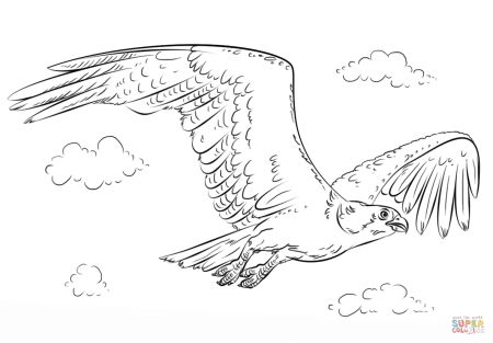 Орел в полете раскраска для детей