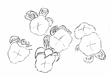 Морошка рисунок карандашом