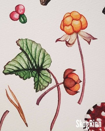 Морошка акварель