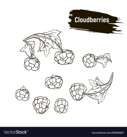 Морошка ягода