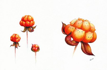 Ягода Морошка Ботаническая зарисовка