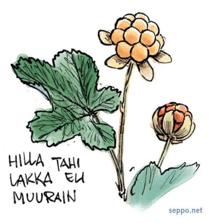 Морошка рисунок легкий