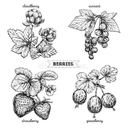 Морошка эскиз