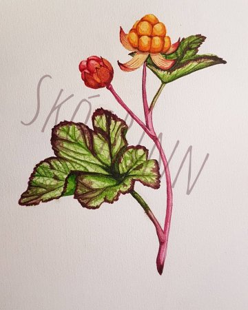 Морошка Ботаническая иллюстрация