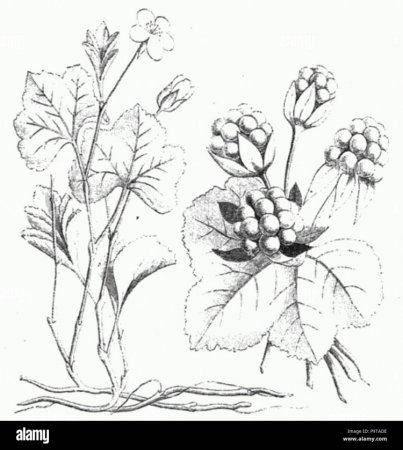 Морошка Ботаническая иллюстрация
