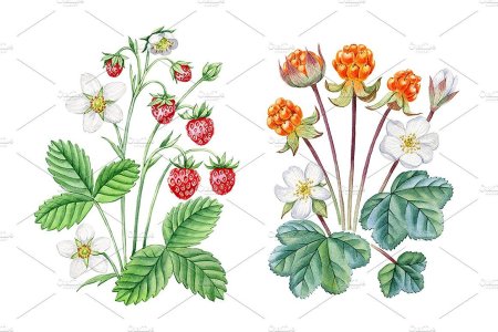 Куст морошки рисунок