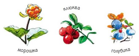 Морошка и брусника рисунок