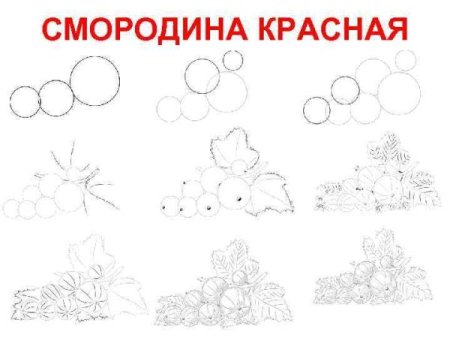 Малина для срисовки