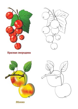 Поэтапное рисование малины