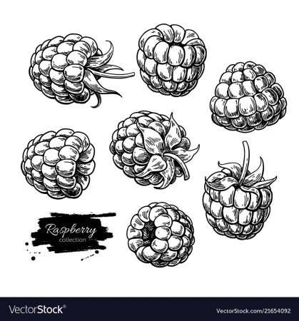 Ягоды рисунок