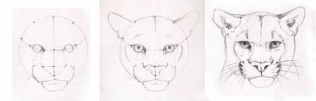 Поэтапное рисование Пумы