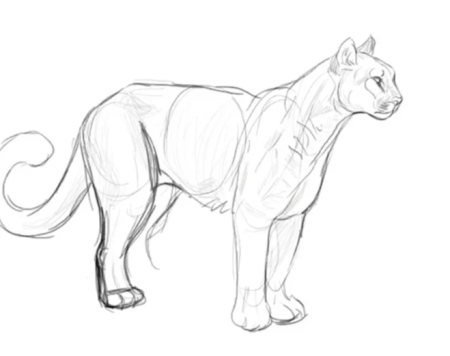 Пума карандашом