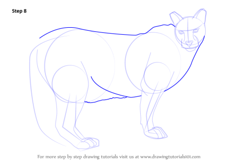 Рисунки Пумы по этапам