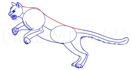 Поэтапное рисования Пума для детей