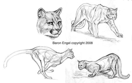 Пума карандашом для начинающих