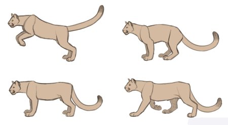 Поэтапное рисование Пумы