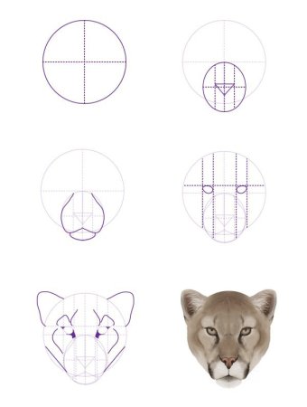 Поэтапное рисование Пумы