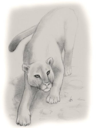 Пума карандашом
