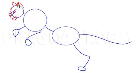 Как нарисовать пуму по шагам