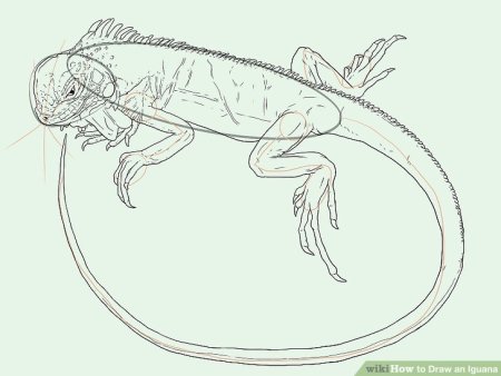 Iguana рисунок для детей