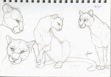 Поэтапное рисование Пумы