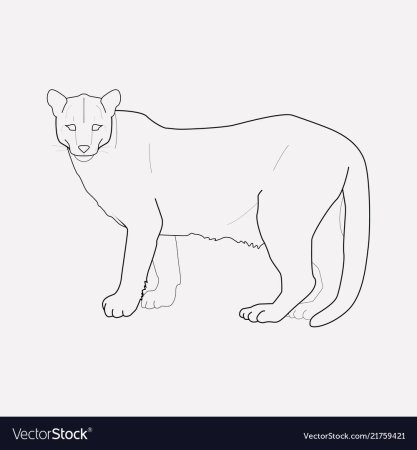 Пума рисунок легкий