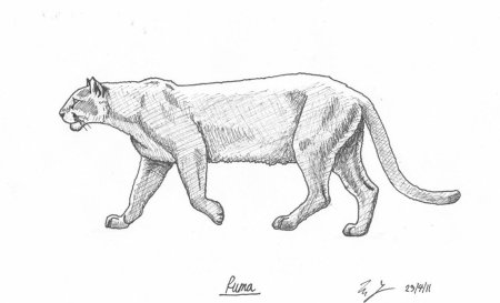 Пума рисунок