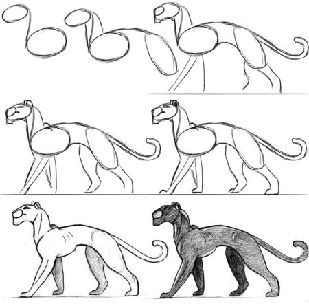Анатомия пантеры для рисования