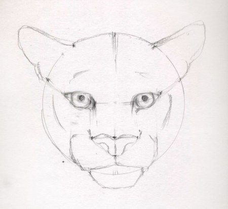 Лица животных карандашом