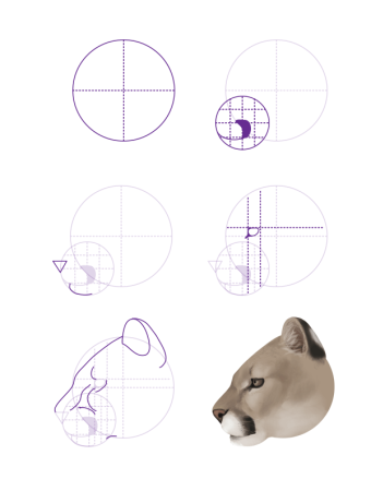 Поэтапное рисование Пумы