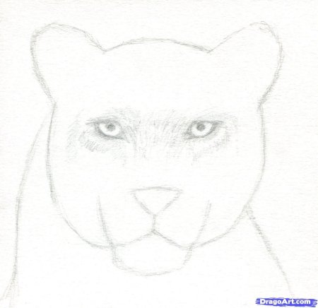 Рисунки пантеры карандашом для срисовки легкие