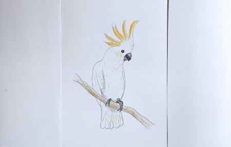 Какаду рисунок карандашом