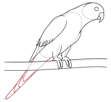 How to draw a Parrot Step by Step