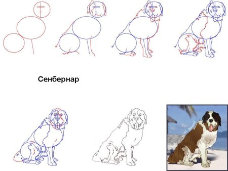 Схема рисования собаки