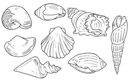 Моллюски рисунок карандашом