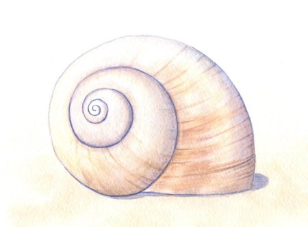 Рисование морских раковин
