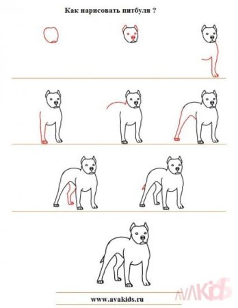 Несложный рисунок питбуля